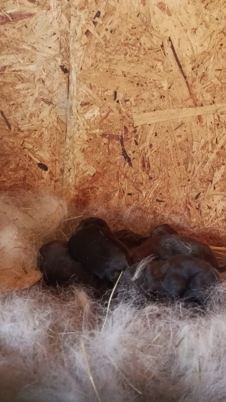 Rabbits