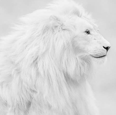 lions