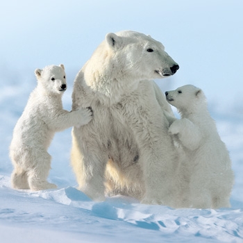Icebear