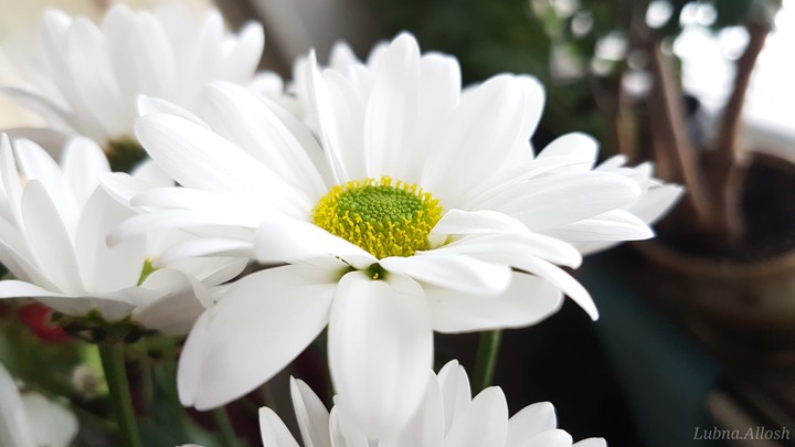Flower