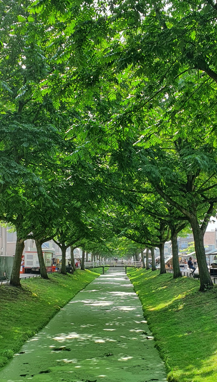 Trees Bunschoten