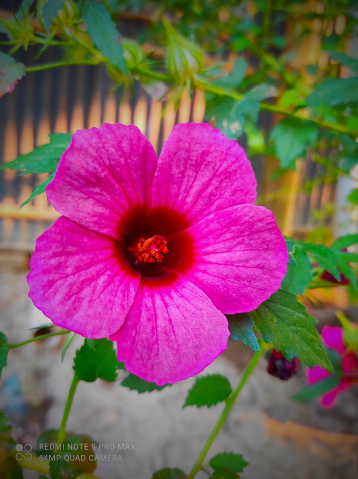 Flower