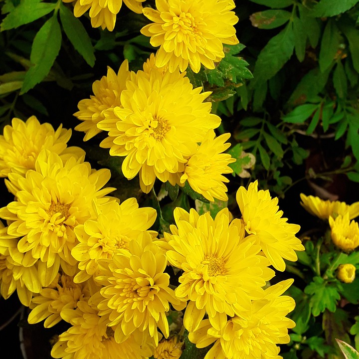 #yellowflowers #beautiful flowers