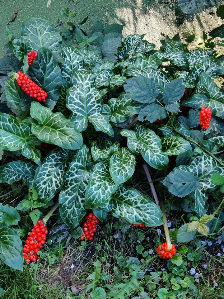 Leaves
