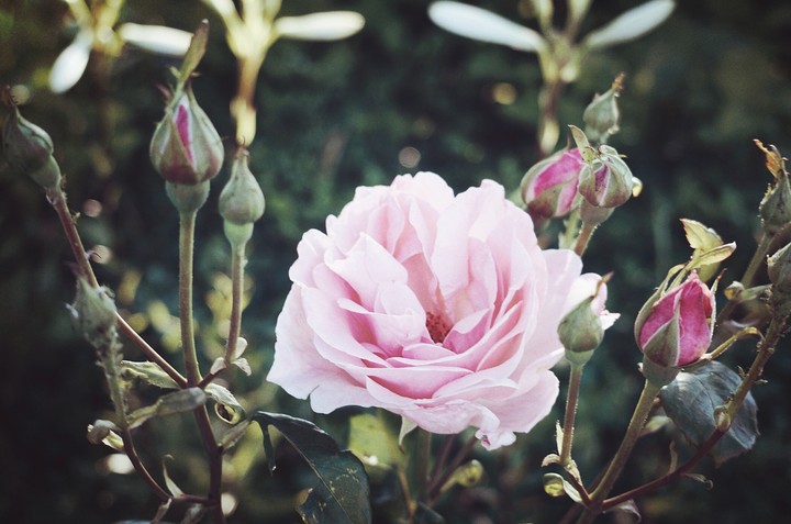 flowers