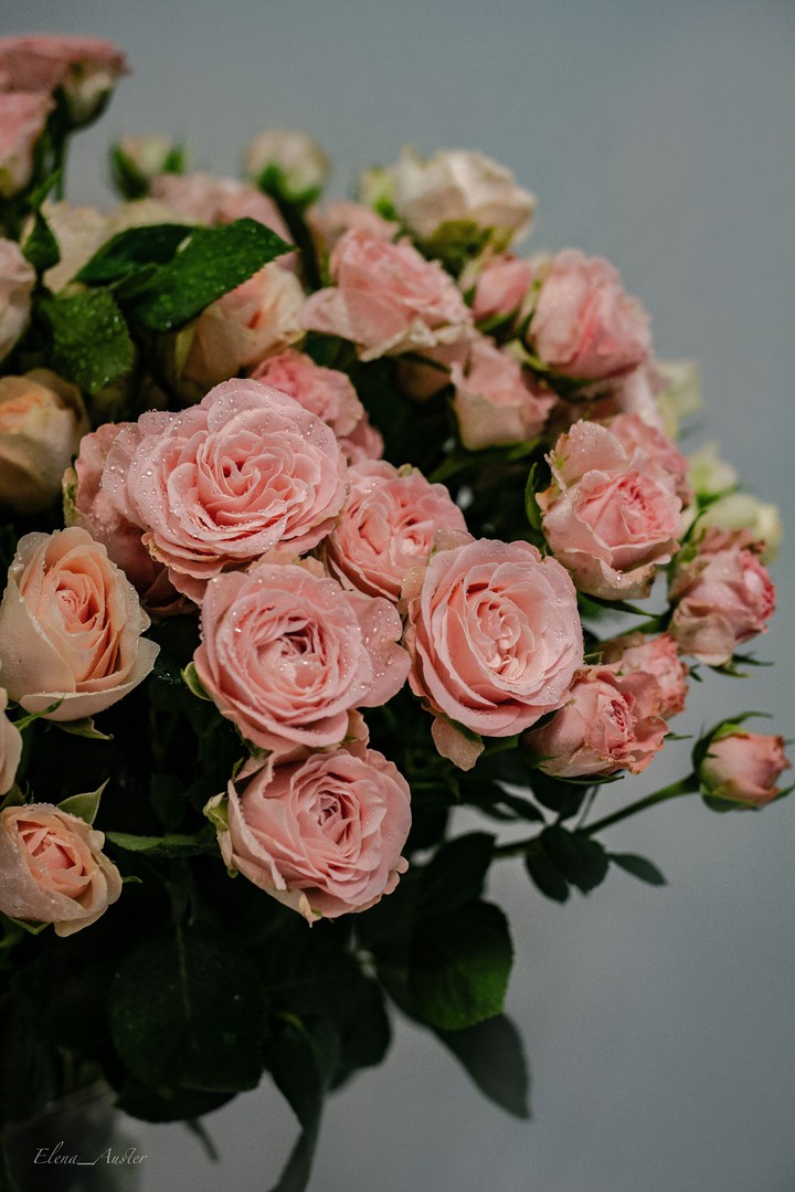 Roses