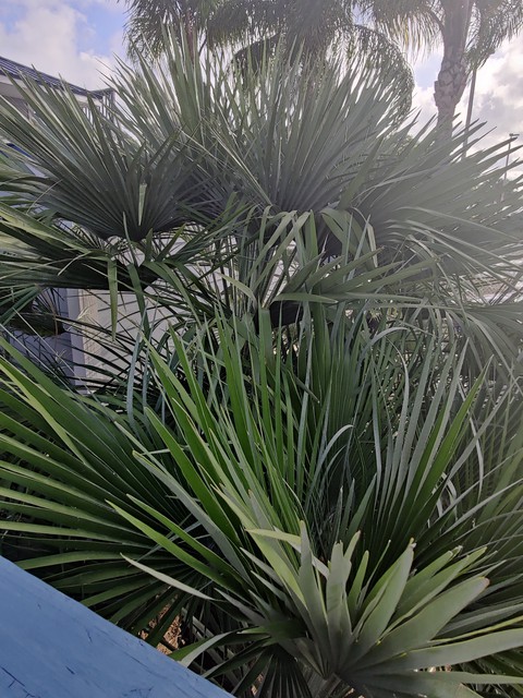 Florida Foliage