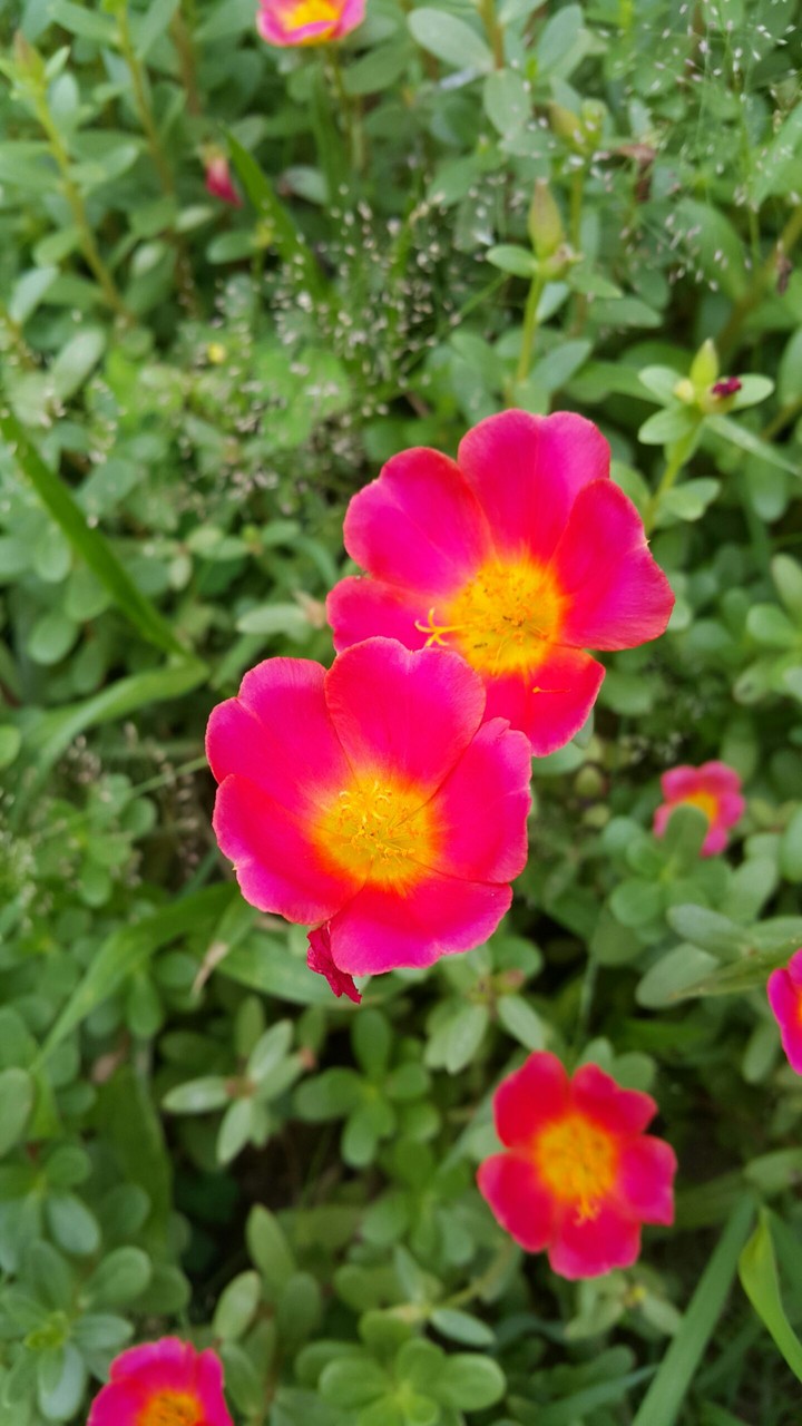 Portulaca oleracea