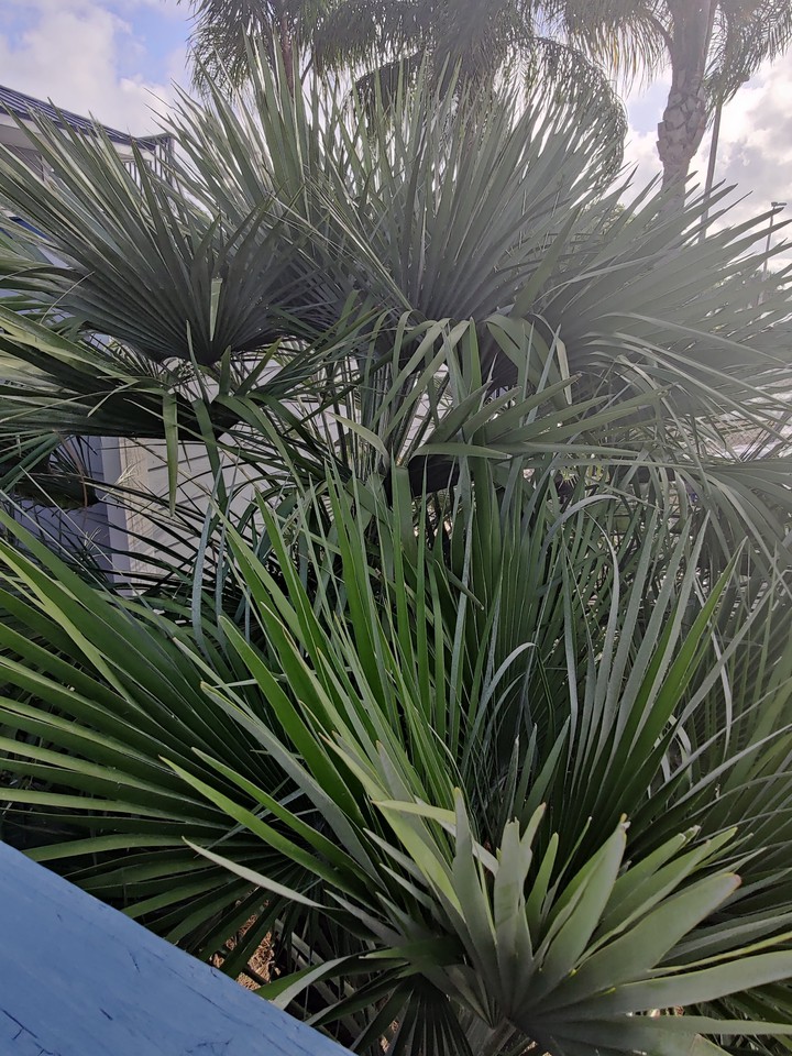 Florida Foliage