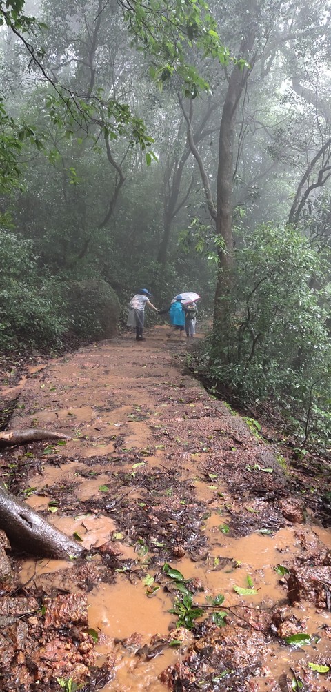 Road in a Jungle