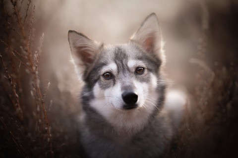 sfondi dog, Carnivore