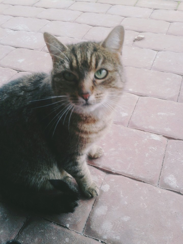 cat