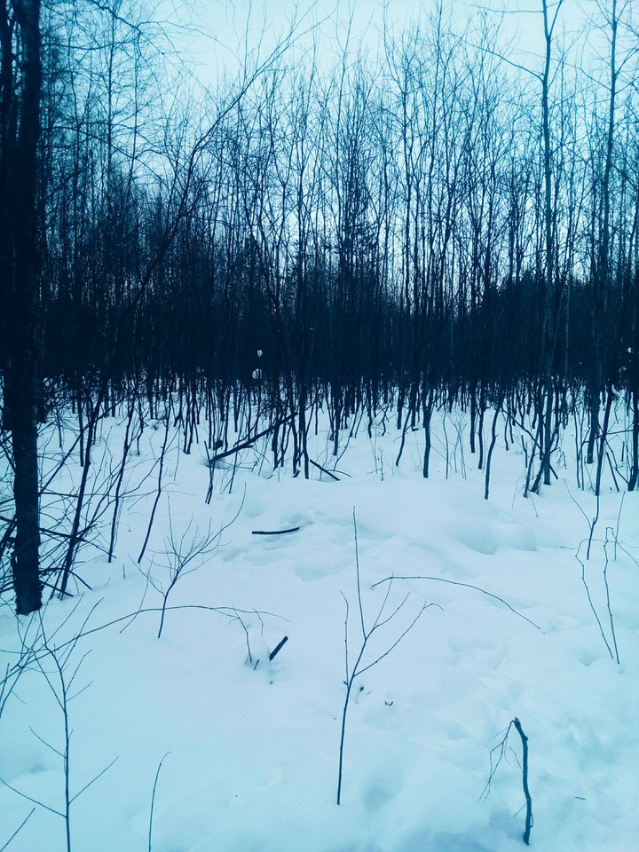 зима ,лес