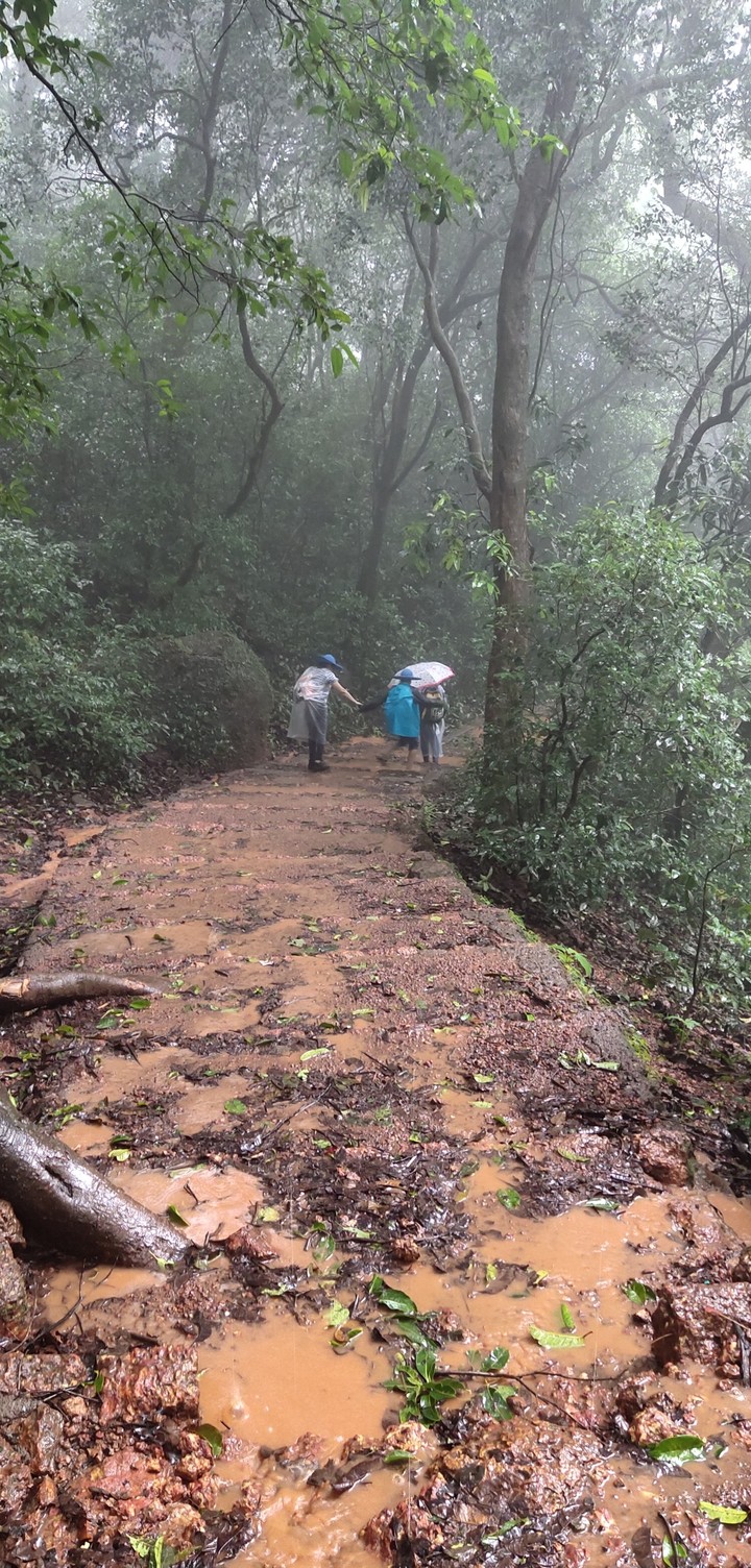 Road in a Jungle