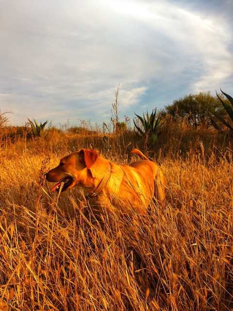 Samara Dog