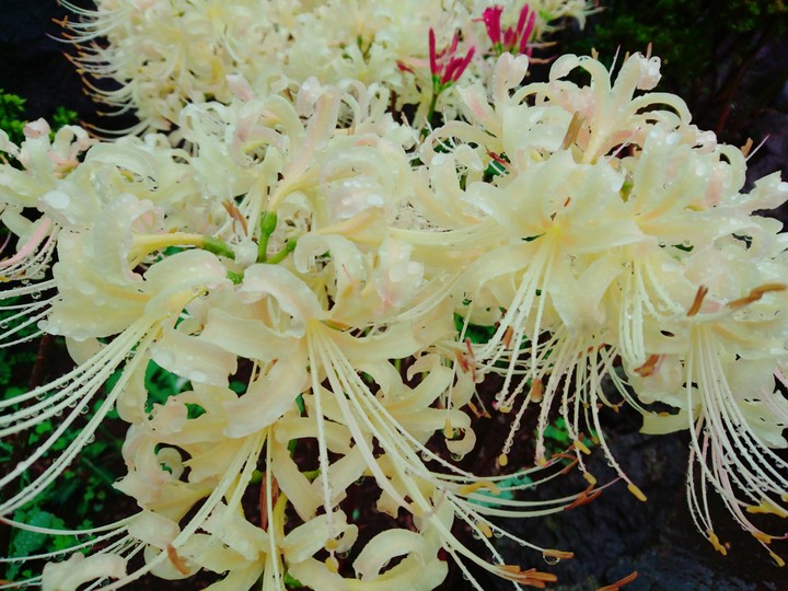 Lycoris radiata
