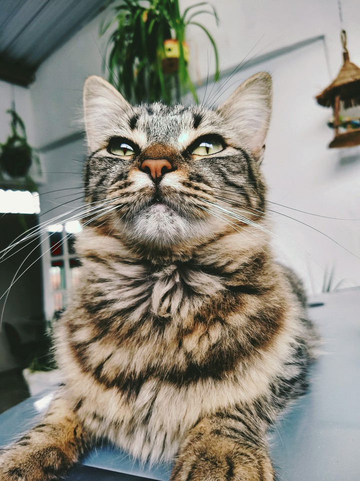 Gato