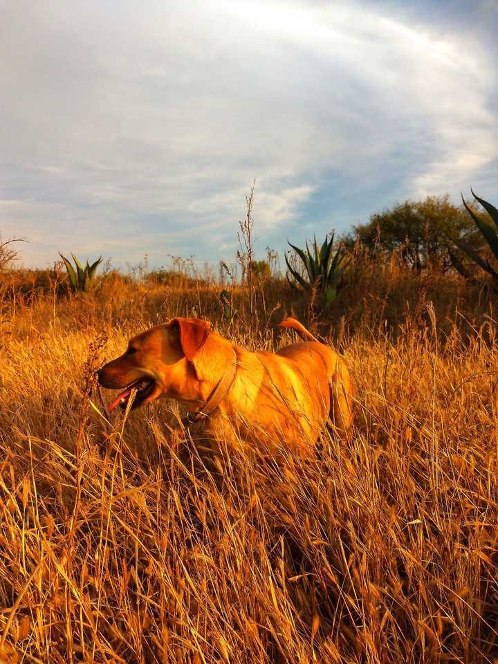 Samara Dog