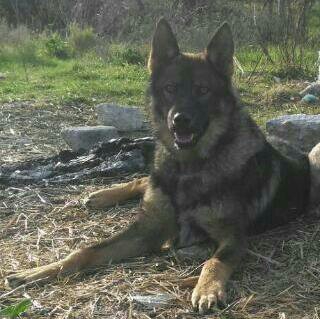Lobo