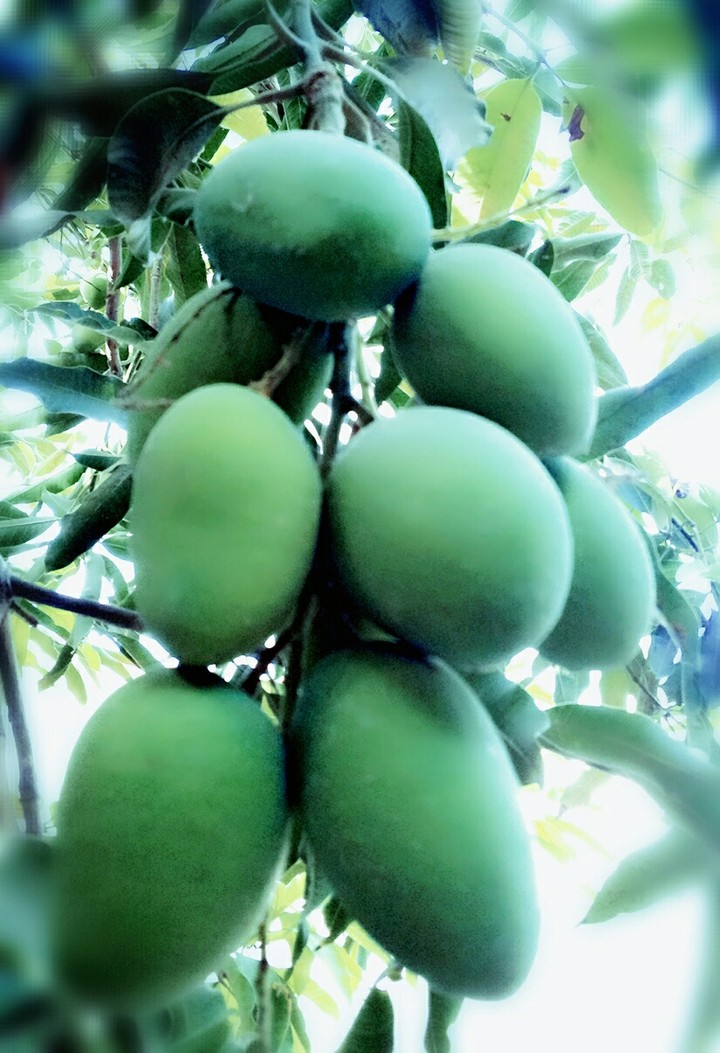 Mango