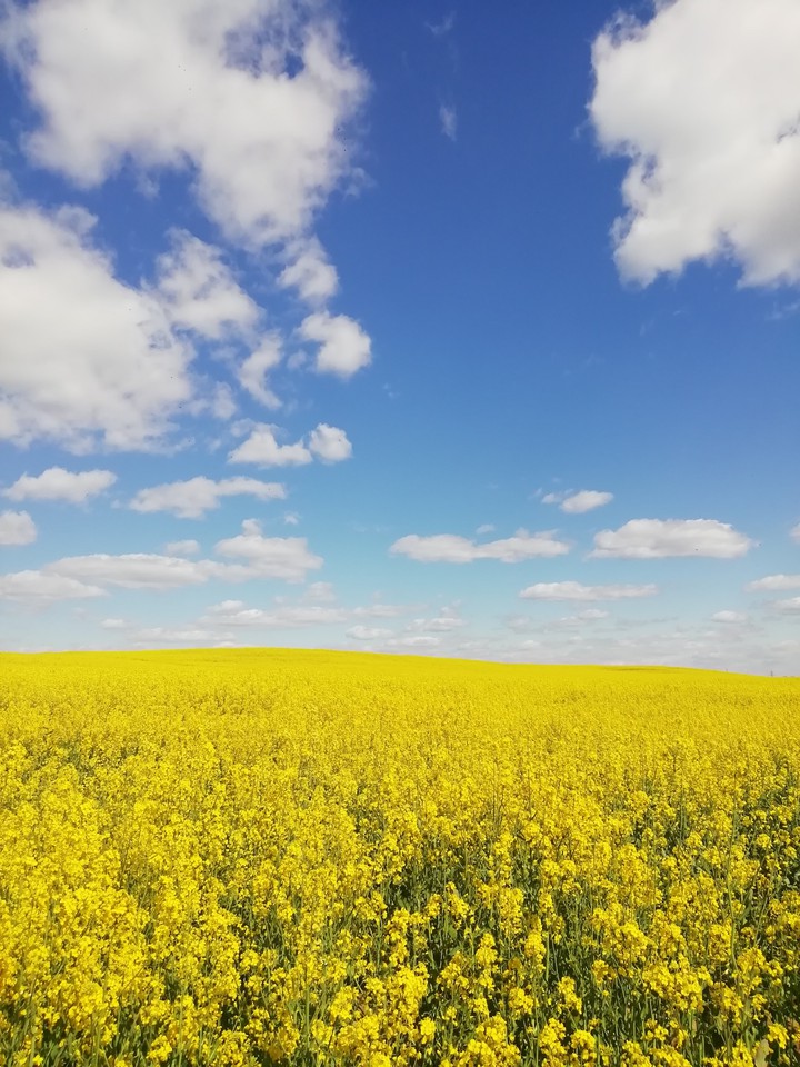 field, sky