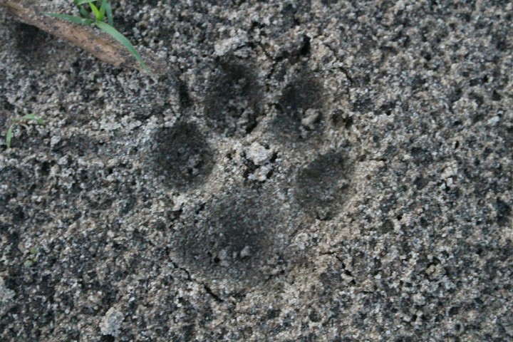 Footstep