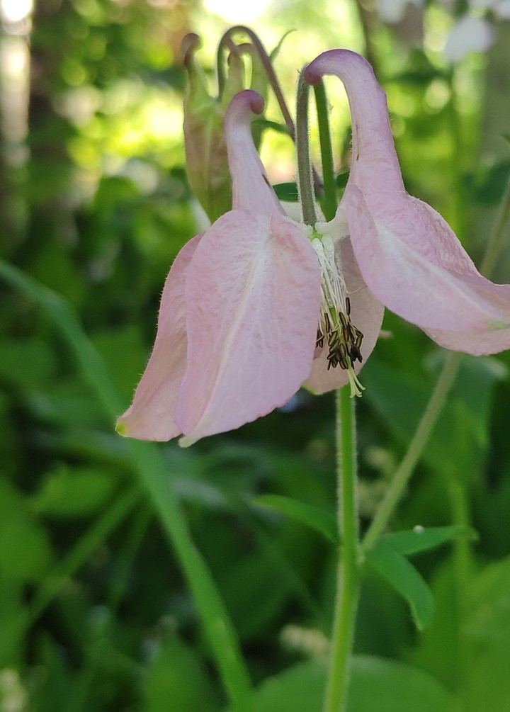 Pink flowers