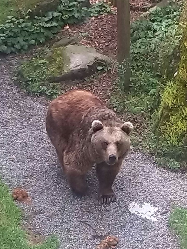 Tiere sind bessere Freunde