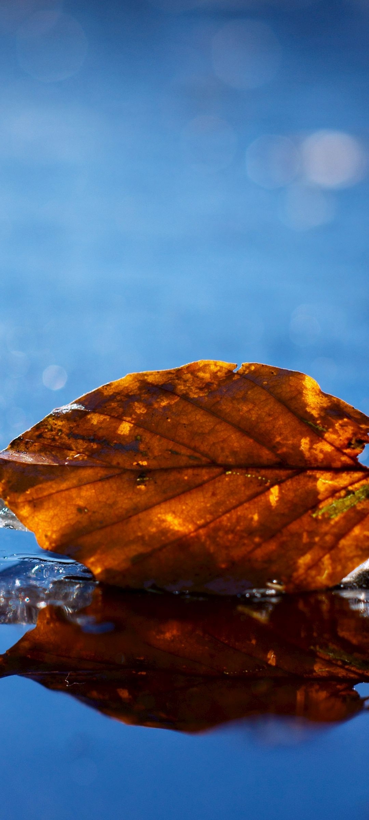 Autumn leaf