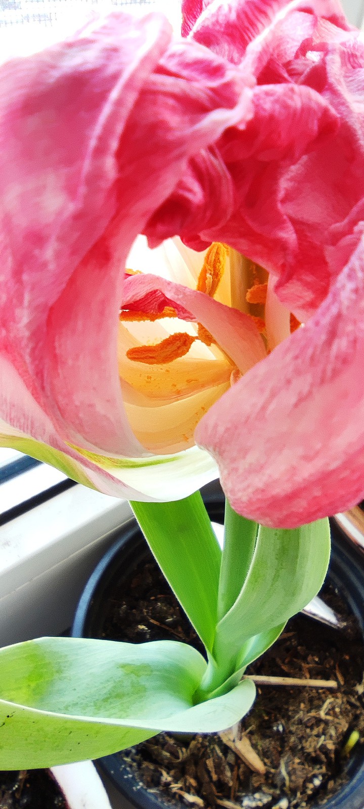 tulip