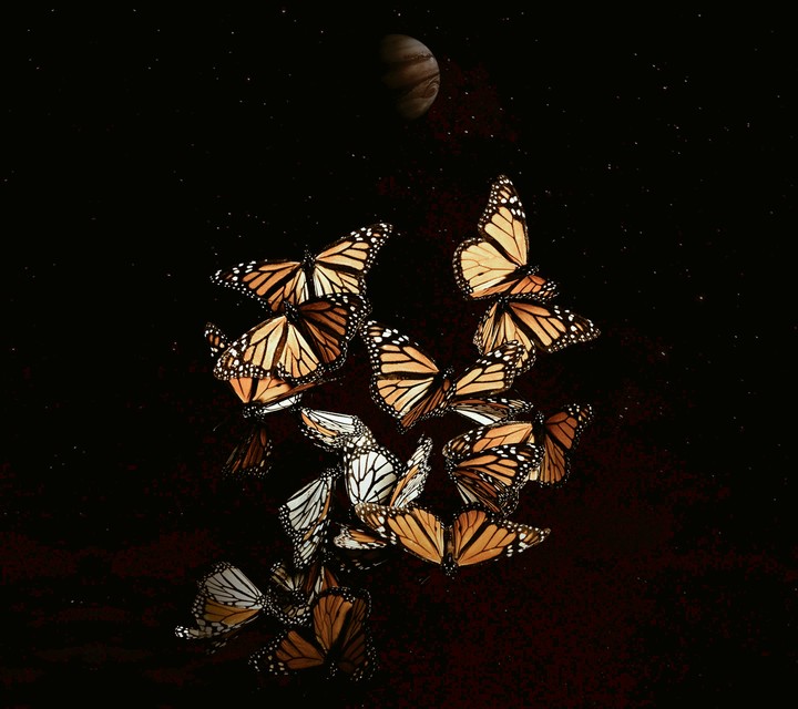 Butterflys in space