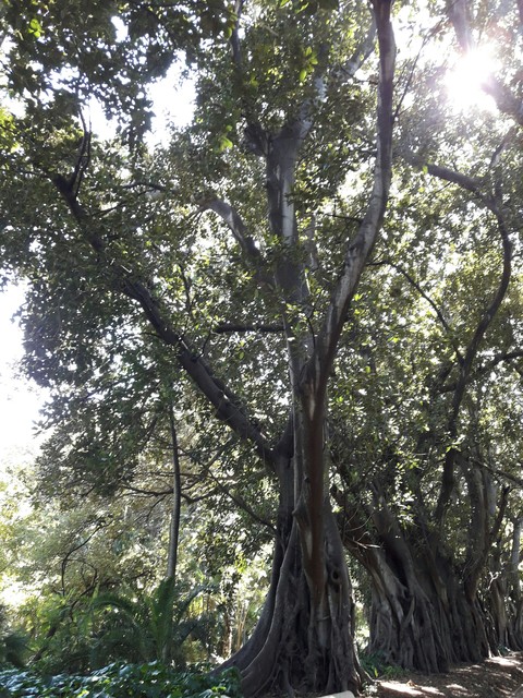 Hamma Garden Algeria