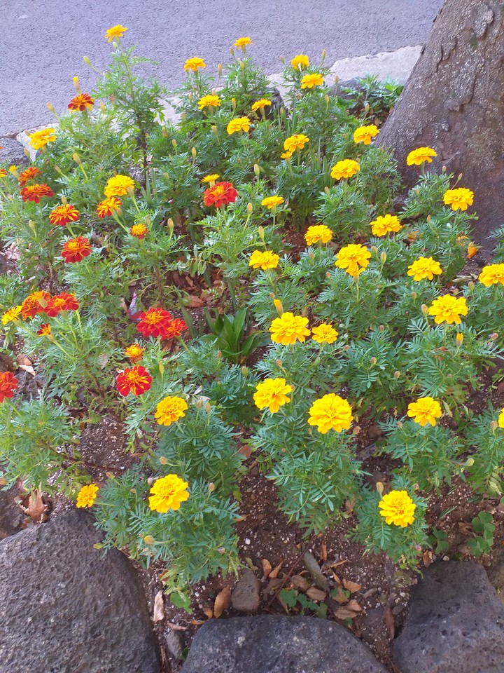 길거리꽃