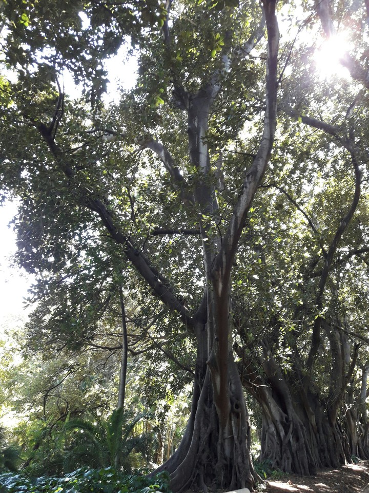 Hamma Garden Algeria