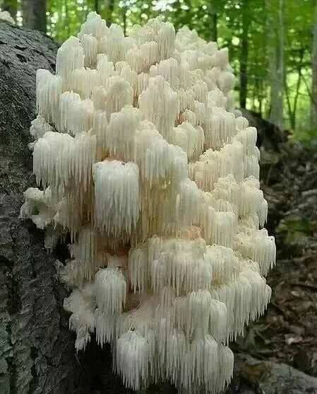 蕈菇
