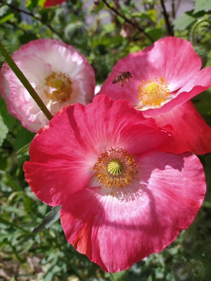 Spring poppy flower