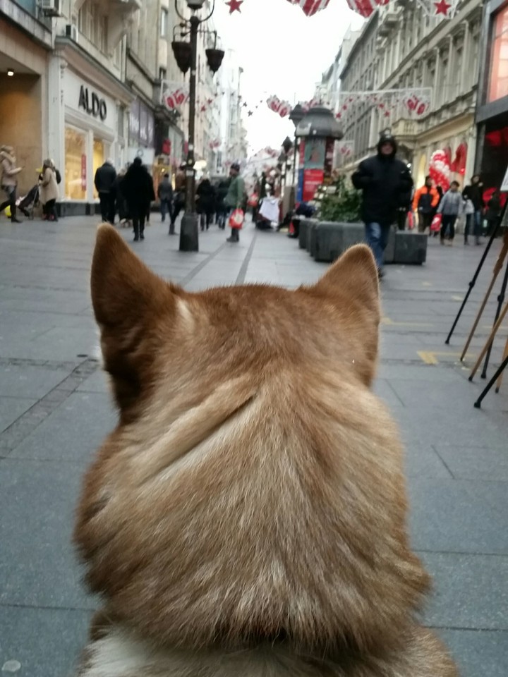 Siberian husky in Knez Mihajlova