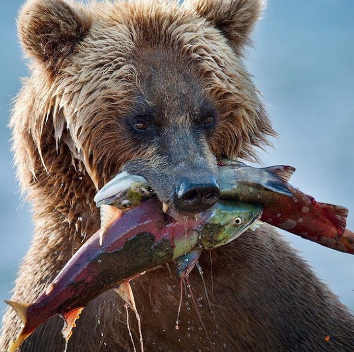 bear