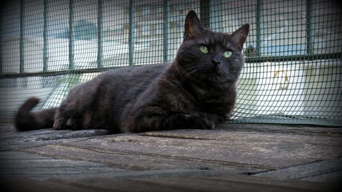 maggie cat