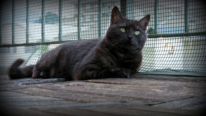 maggie cat
