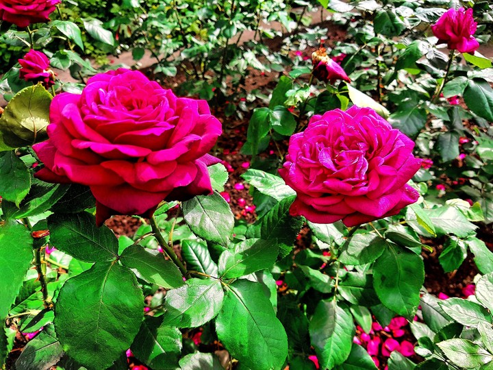 rosen