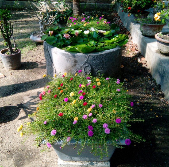 I love flowers 