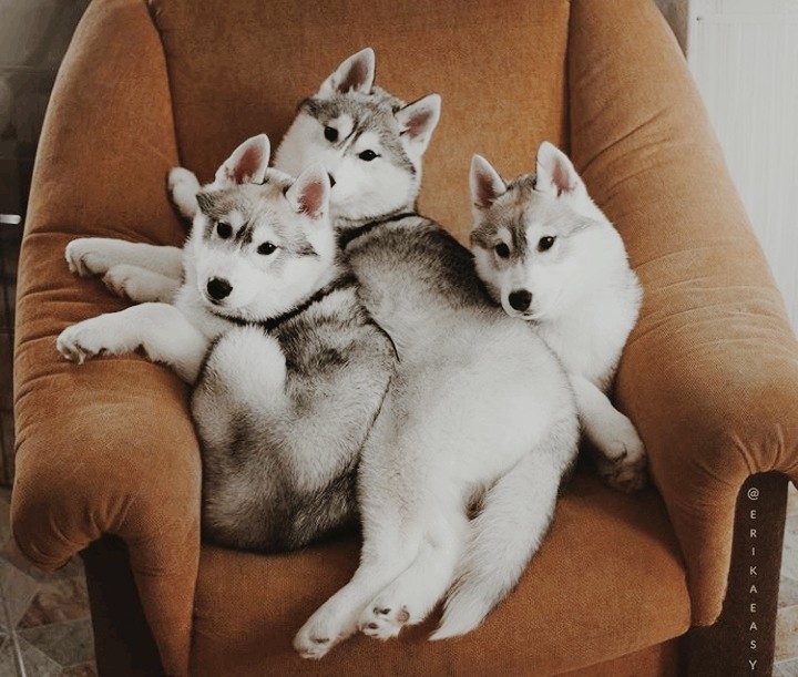 adorable