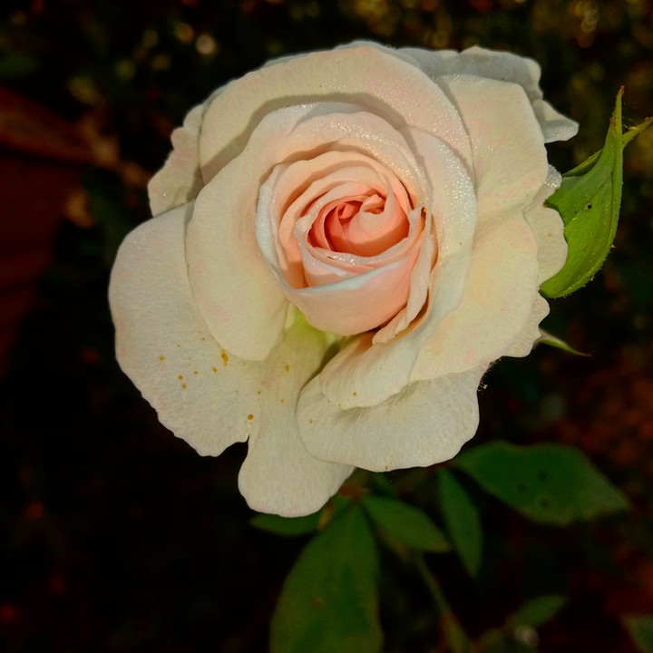 rose