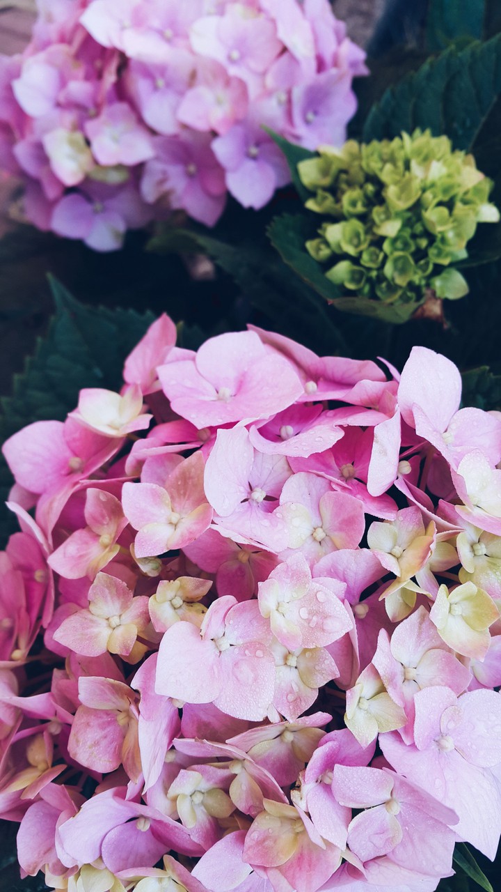 hydrangea