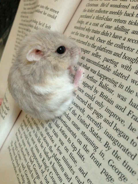rodent, gerbil wallpapers