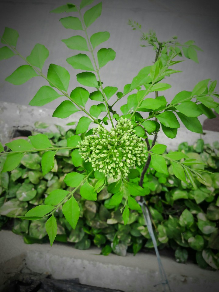 awsome symmetry of nature
