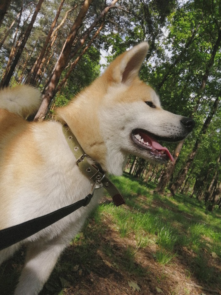 Akita-inu