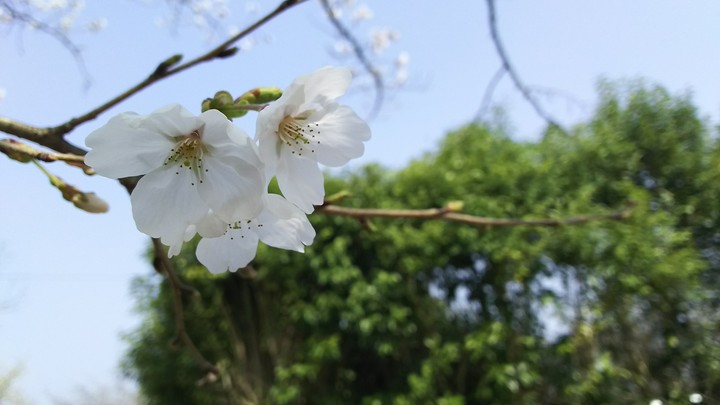 Cherry Blossoms