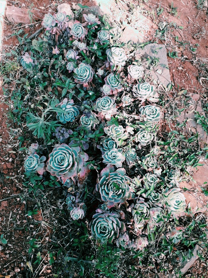 La naturaleza